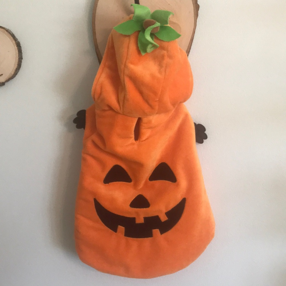 Cute dog pumpkin Halloween costume.